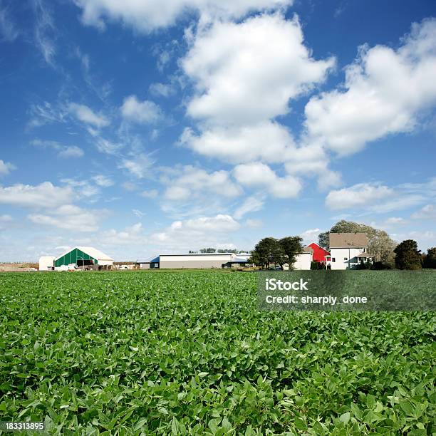 Xxxl Soja Farm - zdjęcia stockowe i więcej obrazów Gospodarstwo - Gospodarstwo, Stan Missouri, Stan Kansas