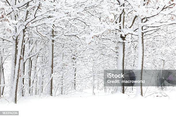 Зима — стоковые фотографии и другие картинки Снег - Снег, Дерево, Зима