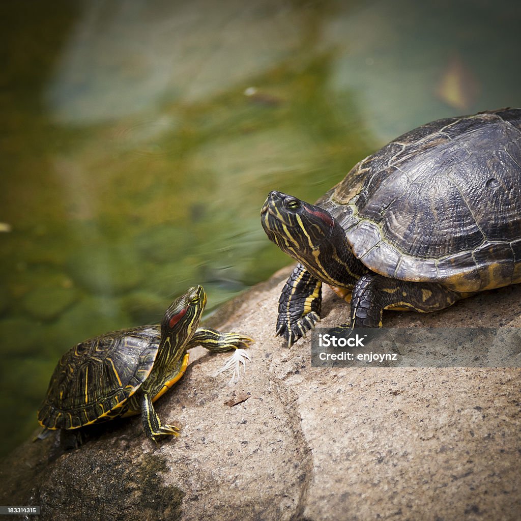 Schildkröten - Lizenzfrei Tierfamilie Stock-Foto