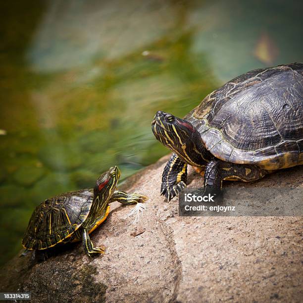 Schildkröten Stockfoto und mehr Bilder von Tierfamilie - Tierfamilie, Aquatisches Lebewesen, Fels