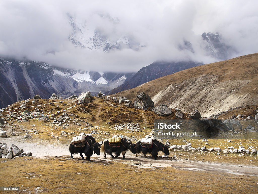 Yaks en Nepal Himalaya - Foto de stock de Persecución - Conceptos libre de derechos