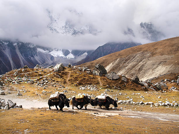 istock Yaks in Nepal Himalayas 183314612