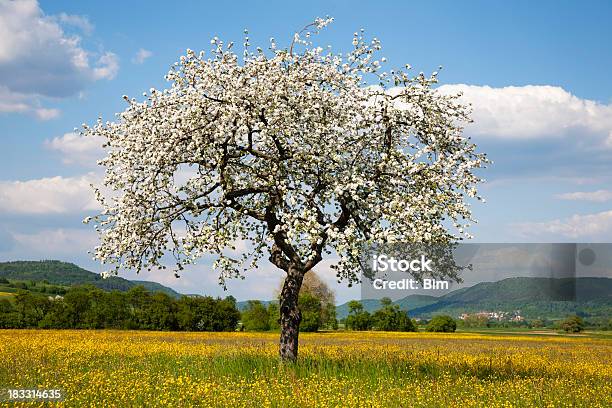 사과나무 트리를 연두빛 풍경 사과나무에 대한 스톡 사진 및 기타 이미지 - 사과나무, 꽃 나무, 꽃-식물