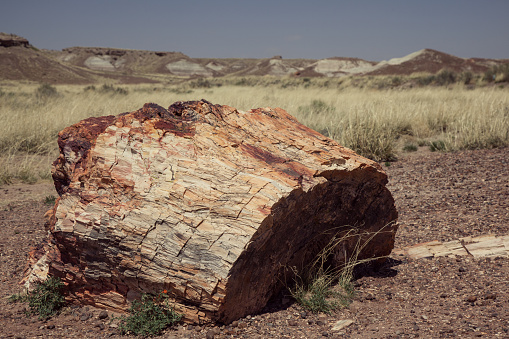 Southeast Arizona, USA - 04/26/2011: Petrified tree at Petrified forest national park in Arizona