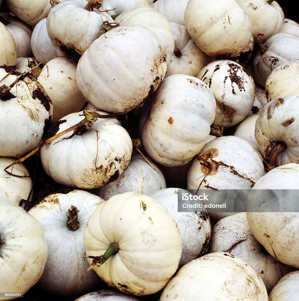 Blanco Pumpkins - Foto de stock de Abundancia libre de derechos