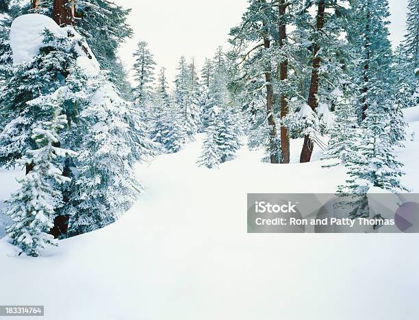 Inverno Na Califórnia - Fotografias de stock e mais imagens de Califórnia - Califórnia, Lago Tahoe, Abeto