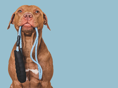 Lovable, pretty dog with a leash in his mouth. Close-up, indoors. Studio photo. Concept of care, education, obedience training and raising pets