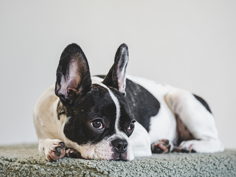 Cute puppy lying on the bed in the living room. Clear, sunny day. Close-up, indoor. Studio shot. Day light. Concept of care, education, obedience training and raising pets