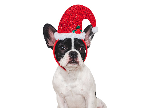 Merry Christmas. Lovable puppy and Santa Claus Hat. Close-up, indoors. Day light, studio shot. Isolated. Congratulations for family, relatives, loved ones, friends and colleagues. Pets care concept