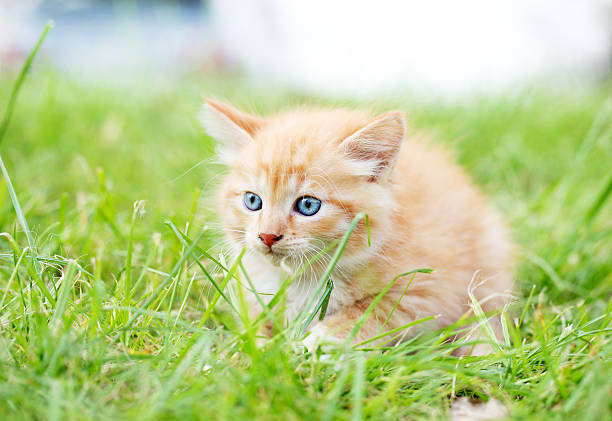 istock Beautiful baby cat on meadow. 183315122