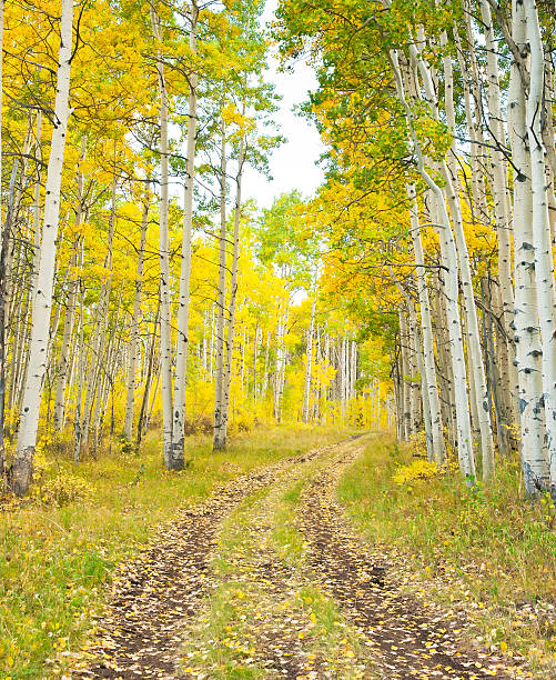 istock Landscape of aspens during fall with old road 183315610