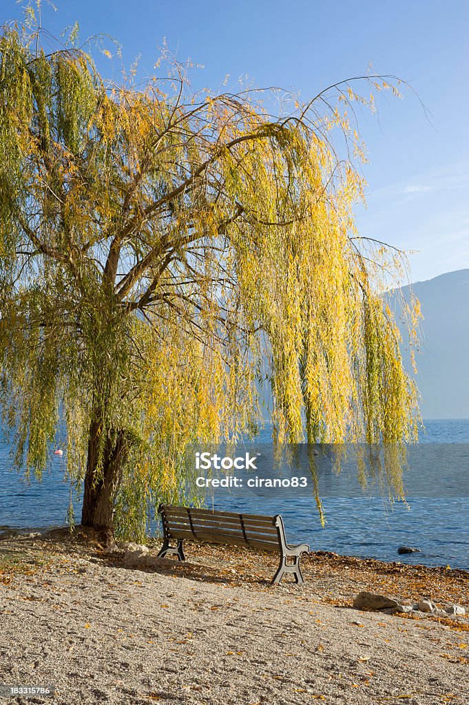 Bench Under A Weeping Willow In Front Lake Como Bench under a weeping willow in front Lake Como in San Siro beach. Bay of Water Stock Photo