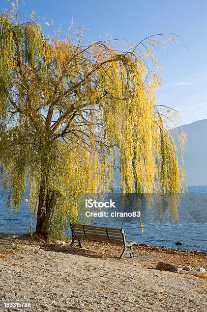 Bench Under A Weeping Willow In Front Lake Como Stock Photo - Download Image Now - Bay of Water, Beach, Beauty In Nature