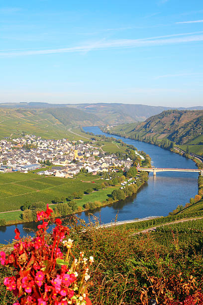 Curve of river Mosel with small village in vineyards stock photo