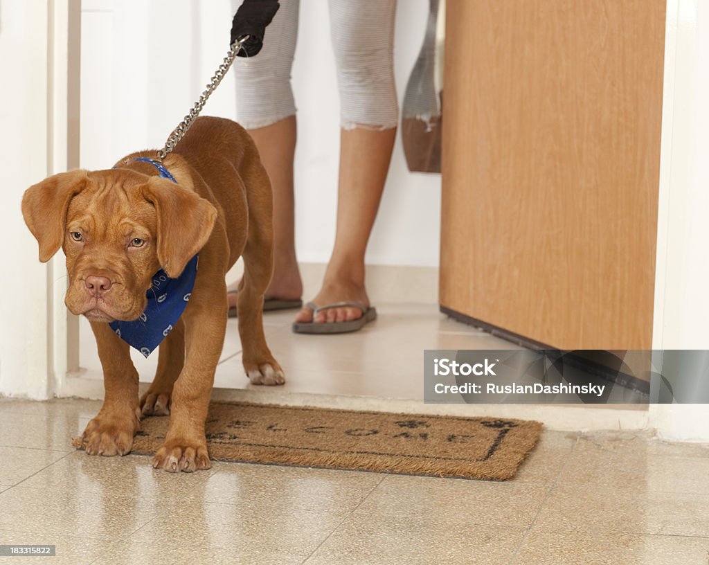 Walk the dog. Bordeauxdog walking out from the house. Dog Stock Photo