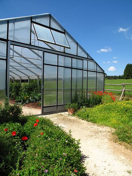 istock Glasshouse with vegetables 183315825