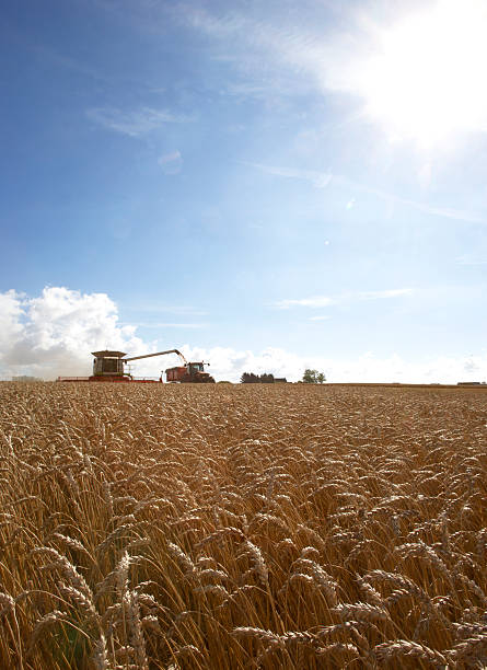 istock Harvesting in Sweden 183315854