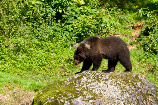 Cute baby bear on the rock in his natural environment.See my other brown bear photos: