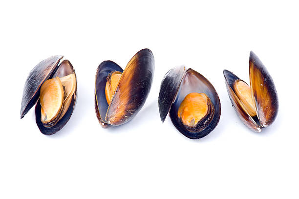 Mussels Steamed mussels.Please see some similar pictures from my portfolio: mussel stock pictures, royalty-free photos & images