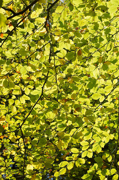 controluce foglie di faggi - beech leaf leaf back lit lush foliage foto e immagini stock