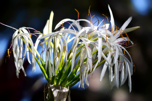 White Queen Emma Giant Crinum Lily