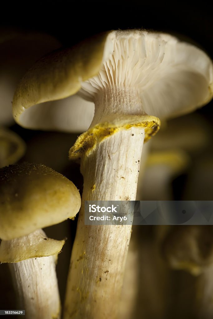 Edible funghi in the dark - Foto stock royalty-free di Autunno