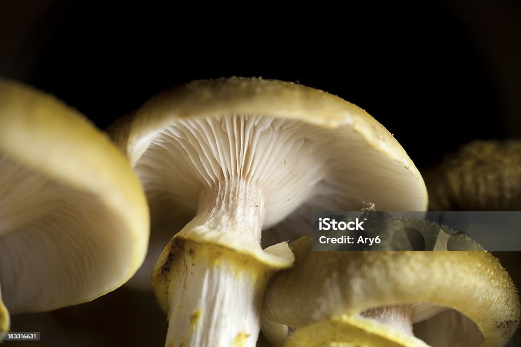 Edible funghi in the dark - Foto stock royalty-free di Autunno