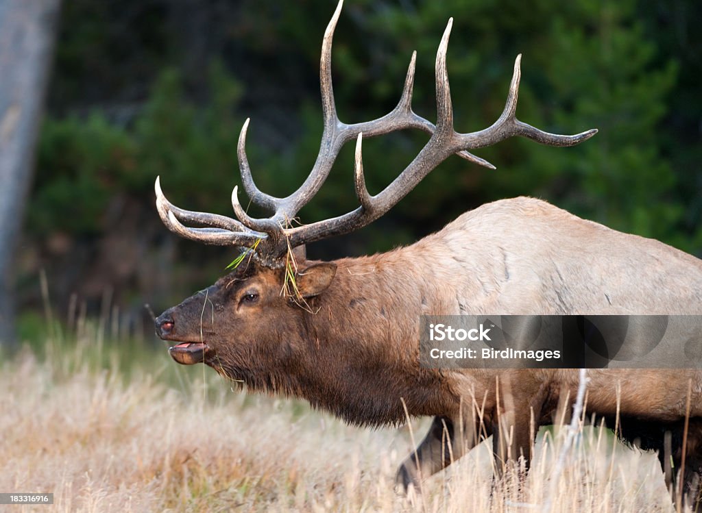 Elk - Yellowstone National Park Bull elk.  Yellowstone National Park. Animal Stock Photo