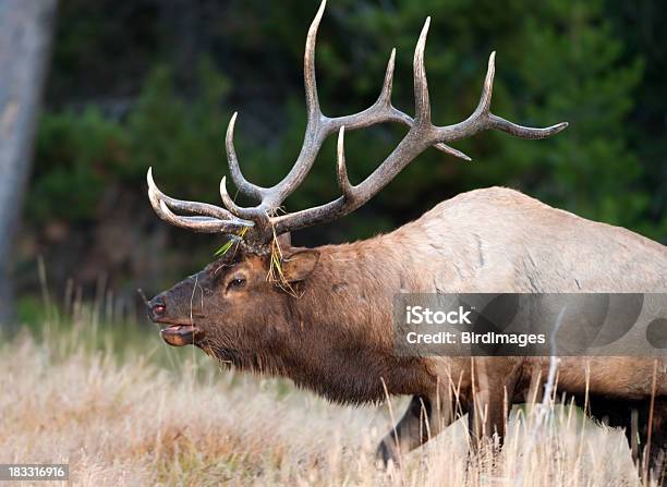 Elk Yellowstone National Park Stock Photo - Download Image Now - Animal, Animal Wildlife, Animals In The Wild