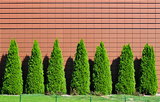 Thuja row Row of green thujas on pink wall. thuja occidentalis stock pictures, royalty-free photos & images