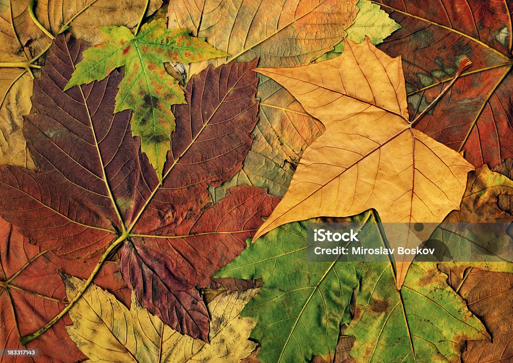 고해상도 격리됨에 메이플 기체상태의 잎 On 추절 나뭇잎색 배경기술 - 로열티 프리 0명 스톡 사진