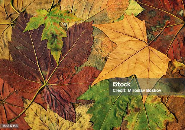 고해상도 격리됨에 메이플 기체상태의 잎 On 추절 나뭇잎색 배경기술 0명에 대한 스톡 사진 및 기타 이미지 - 0명, 가을, 갈색