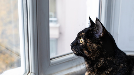 Young female tortoiseshell cat looking out the window.