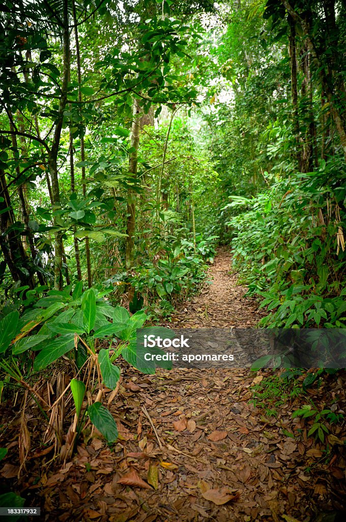 Trilha na floresta Tropical da Montanha - Foto de stock de Aventura royalty-free