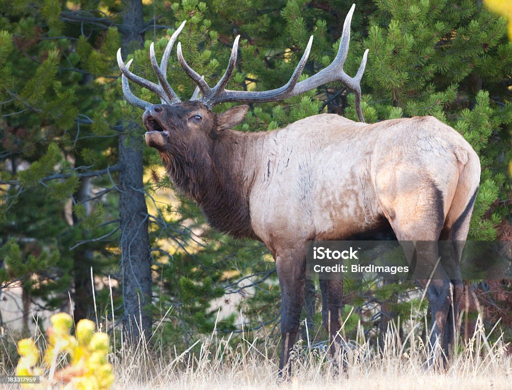 Elk Bugling-Park Narodowy Yellowstone - Zbiór zdjęć royalty-free (Byk - Zwierzę płci męskiej)