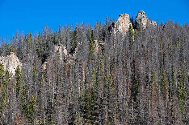 istock Rock ridge and pine trees in Colorado 183318001