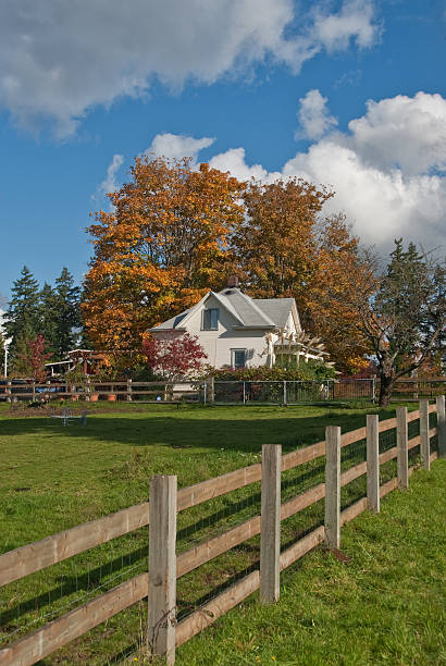 Old White Farmhouse in the Fall The Big Leaf Maple (Acer Macrophyllum) is a deciduous tree that commonly forms the green understory in the mixed conifer forests of the Pacific Northwest. During the spring and summer, the maples use sunlight and chlorophyll to create food necessary for the tree’s growth. In late summer and early fall, the big leaf maple produces seeds which are a source of food for many animals. Later in the fall, as the days get shorter and colder, the naturally green chlorophyll in the leaves breaks down and they stop producing food. Other pigments are now visible, causing the leaves to take on beautiful orange and yellow colors. These colors can vary from year to year depending on weather conditions. For instance, when autumn is warm and rainy, the leaves are less colorful. This scene of a white farm house and colorful big leaf maple was photographed in Edgewood, Washington State, USA. jeff goulden agriculture stock pictures, royalty-free photos & images