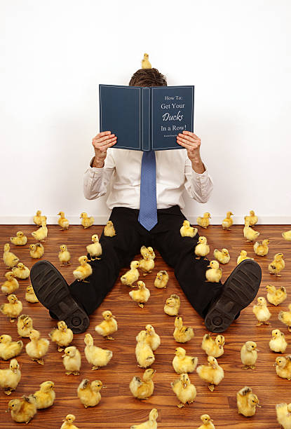 Too Many Ducks "Businessman struggling to figure out how to get his ducks in a row, is reading a book on the subject." ducks in a row concept stock pictures, royalty-free photos & images