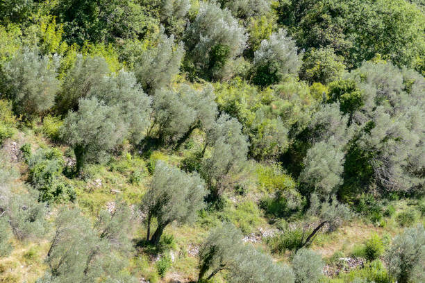 europäische landschaftsansicht in montenegro - split second stock-fotos und bilder