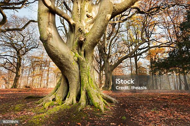 Floresta De Outono - Fotografias de stock e mais imagens de Amarelo - Amarelo, Ao Ar Livre, Beleza natural