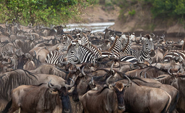 istock Wildebeest and Zebras Wait to Cross Mara River Kenya 183318432