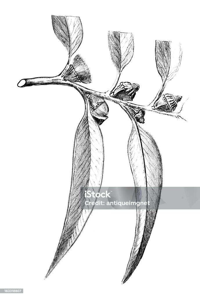 Século 19, entalhes de um eucalipto Planta - Ilustração de Eucalipto royalty-free