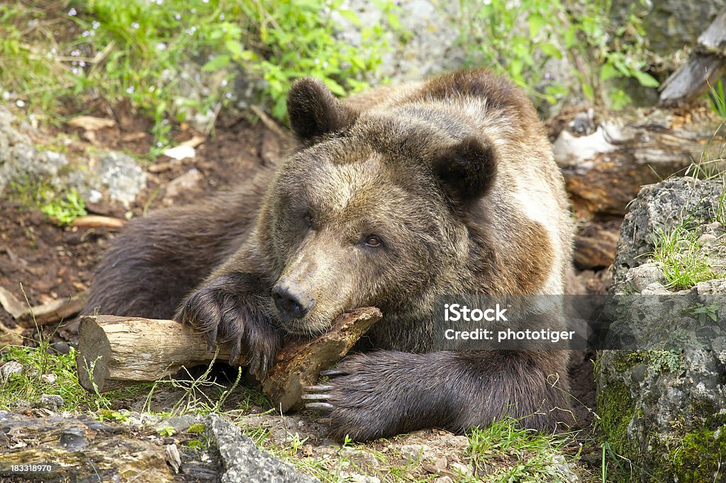 orso - Foto stock royalty-free di Ambientazione esterna