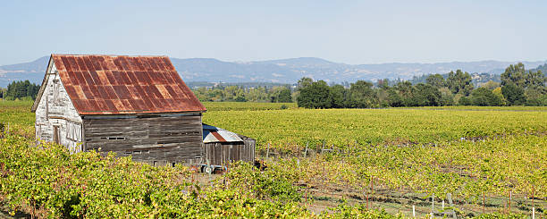 paisaje de viñedos panorámica - california napa valley vineyard farmhouse fotografías e imágenes de stock