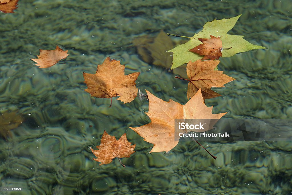 Autumn 落ちるリーブズ水に�浮かぶ-XL - 水に浮かぶのロイヤリティフリーストックフォト