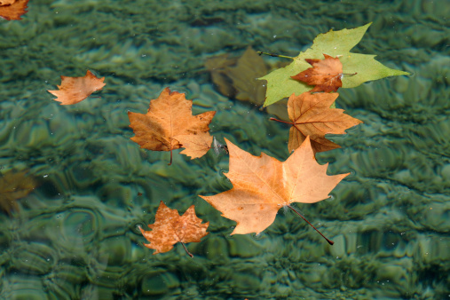 Autumn Falling Leaves Floating On Water
