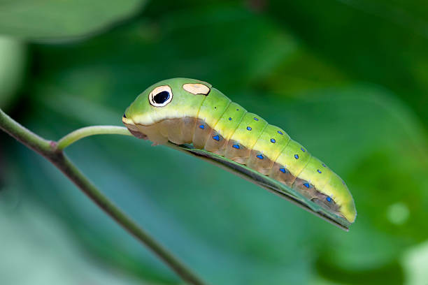 istock Caterpillar of Spice Swallowtail Butterfly on Leaf 183319075