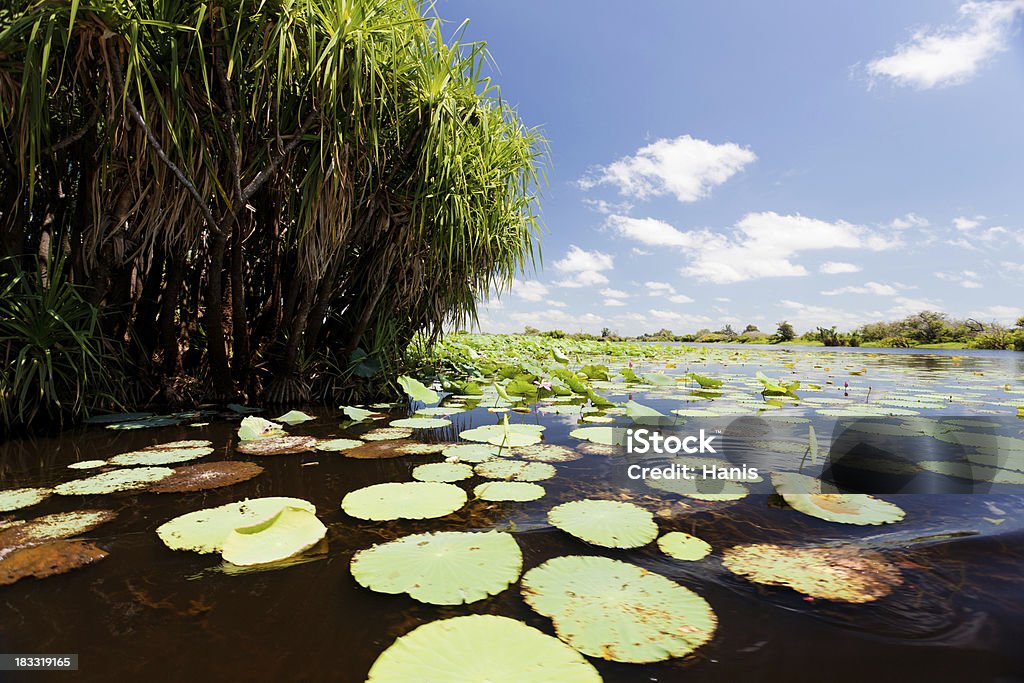 Северной Австралии водно-болотных угодьях - Стоковые фото Биллабонг роялти-фри