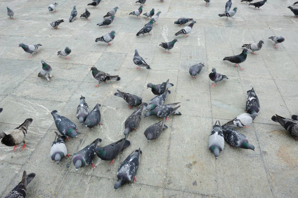 istock Pigeons feeding in the park 183319266