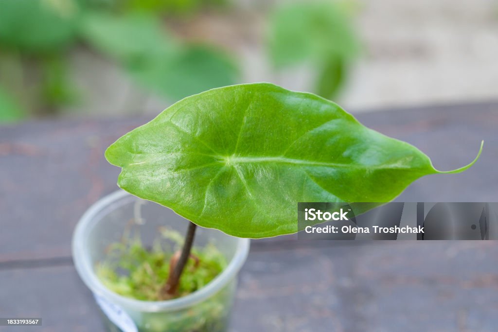 Alocasia planta bebé de una hoja propagada - Foto de stock de Arbusto libre de derechos Alocasia planta bebé de una hoja propagada - Foto de stock de Arbusto libre de derechos